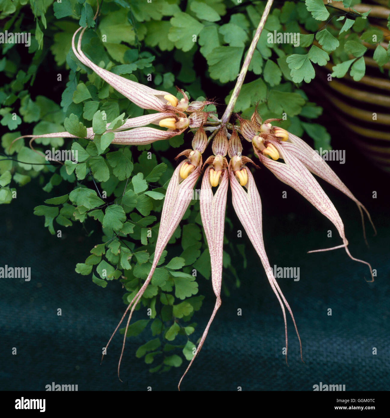 Bulbophyllum - `Louis Sander'   ORC058277 Stock Photo